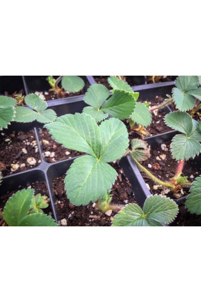 Саджанці полуниці Gigantella Maxim в горщику